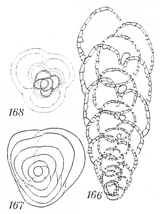 Eggerella arctica