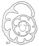 Haplophragmoides pusillum