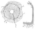 Pelosina arborescens