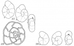 Recurvoides laevigatum