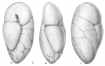 Robertina arctica