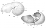 Robertina arctica