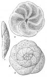 Trochammina ochracea