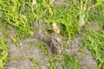 Telmatogeton japonicus