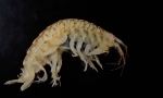Dikerogammarus villosus