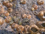 Melita nitida