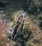 Mytilicola intestinalis Mytilicola intestinalis