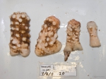 Hormathia nodosa - 4 sizes Hormathia nodosa - 4 sizes
