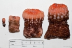 Actinauge cristata (4 sizes) Actinauge cristata (4 sizes)