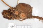 Boltenia echinata (pair) Boltenia echinata (pair)