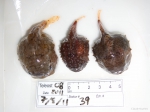 Eumicrotremus - spiny and smooth