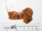 Botrylloides from trawl Botrylloides from trawl