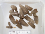 Aplidium - ascidian Aplidium - ascidian