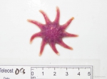 Solaster endeca - aboral Solaster endeca - aboral