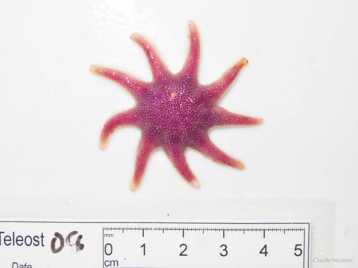 Solaster endeca - aboral