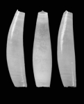 Cadulus unilobatus Scarabino & Scarabino, 2011, Holotype, MNHN 24335 Cadulus unilobatus Scarabino & Scarabino, 2011, Holotype, MNHN 24335
