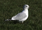 Common Gull (Larus canus)