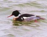 Red-breasted Merganser (Mergus serrator)