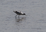Avocet (Recurvirostra avosetta)