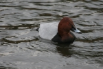 Pochard (Aythya ferina)