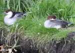 Smew (Mergellus albellus)