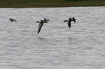 Shelduck (Tadorna tadorna)