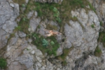 Kestrel (Falco tinnunculus)