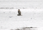 Short-eared Owl (Asio flammeus)
