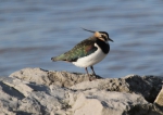 Lapwing (Vanellus vanellus)