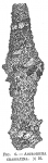 Astrorhiza crassatina