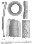 Bathysiphon filiformis