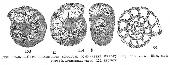 Haplophragmoides scitulum