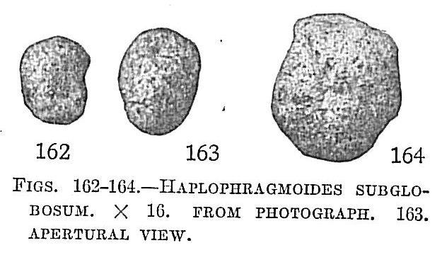 Haplophragmoides subglobosum