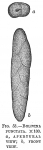 Bolivina punctata
