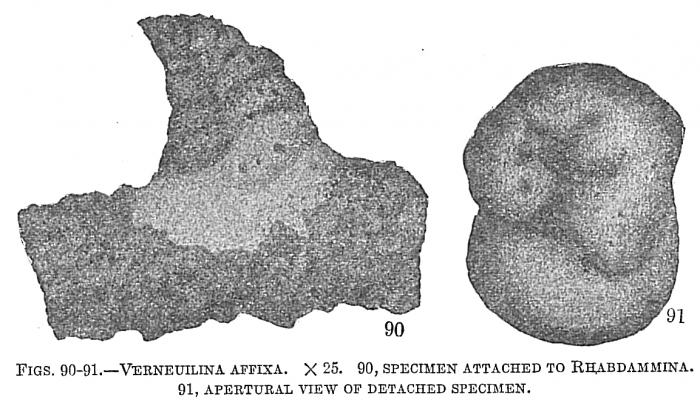 Verneuilina affixa