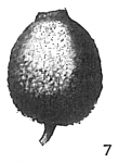 Lagena ampulla-distoma