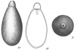 Lagena collaris