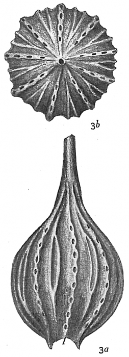 Lagena desmophora Lagena desmophora