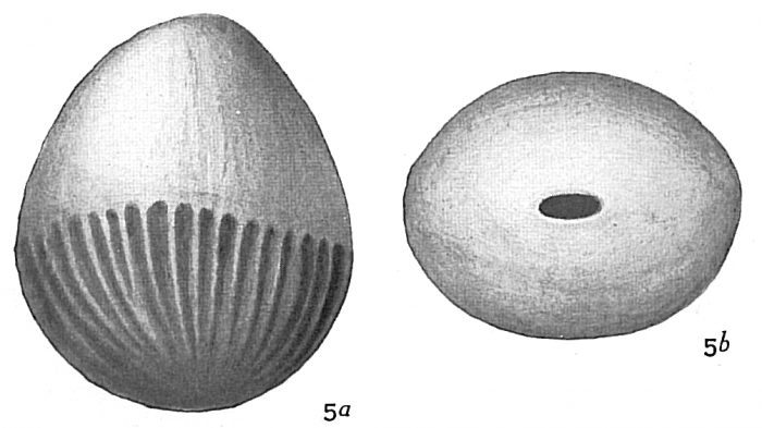 Lagena exsculpta Lagena exsculpta