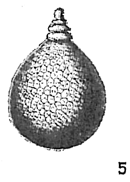Lagena favoso-punctata Lagena favoso-punctata