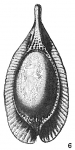 Lagena formosa