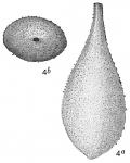 Lagena hispida