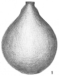 Lagena hispida