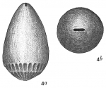 Lagena intermedia