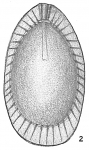 Lagena lagenoides