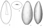 Lagena lateralis