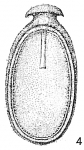 Lagena quadrata rizzae