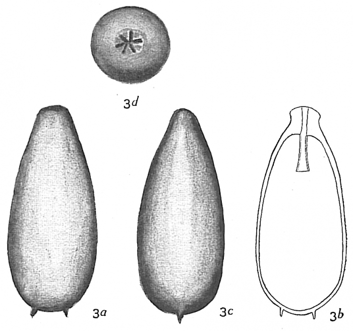 Lagena truncata