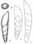 Nodosaria mucronata