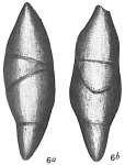 Nodosaria mucronata